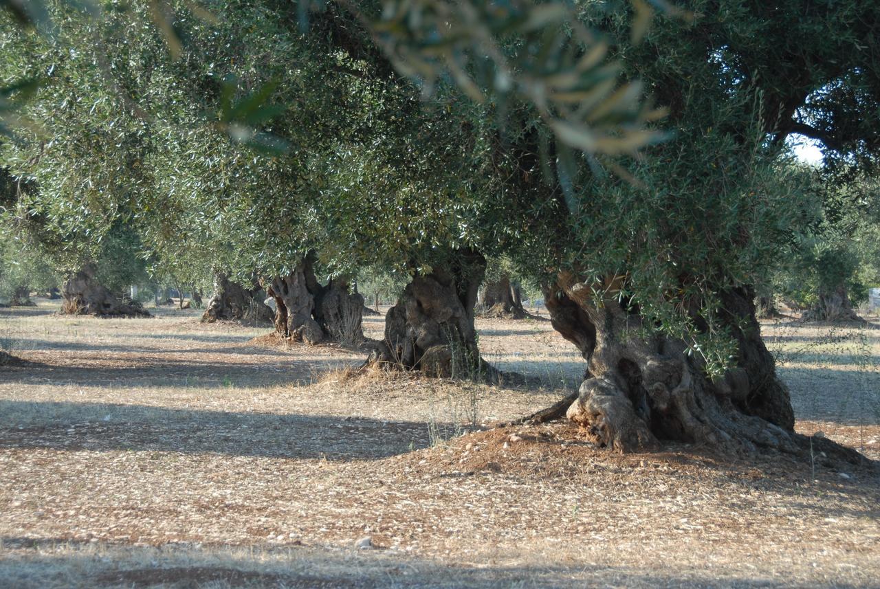 Casa Campari Διαμέρισμα Ostuni Εξωτερικό φωτογραφία