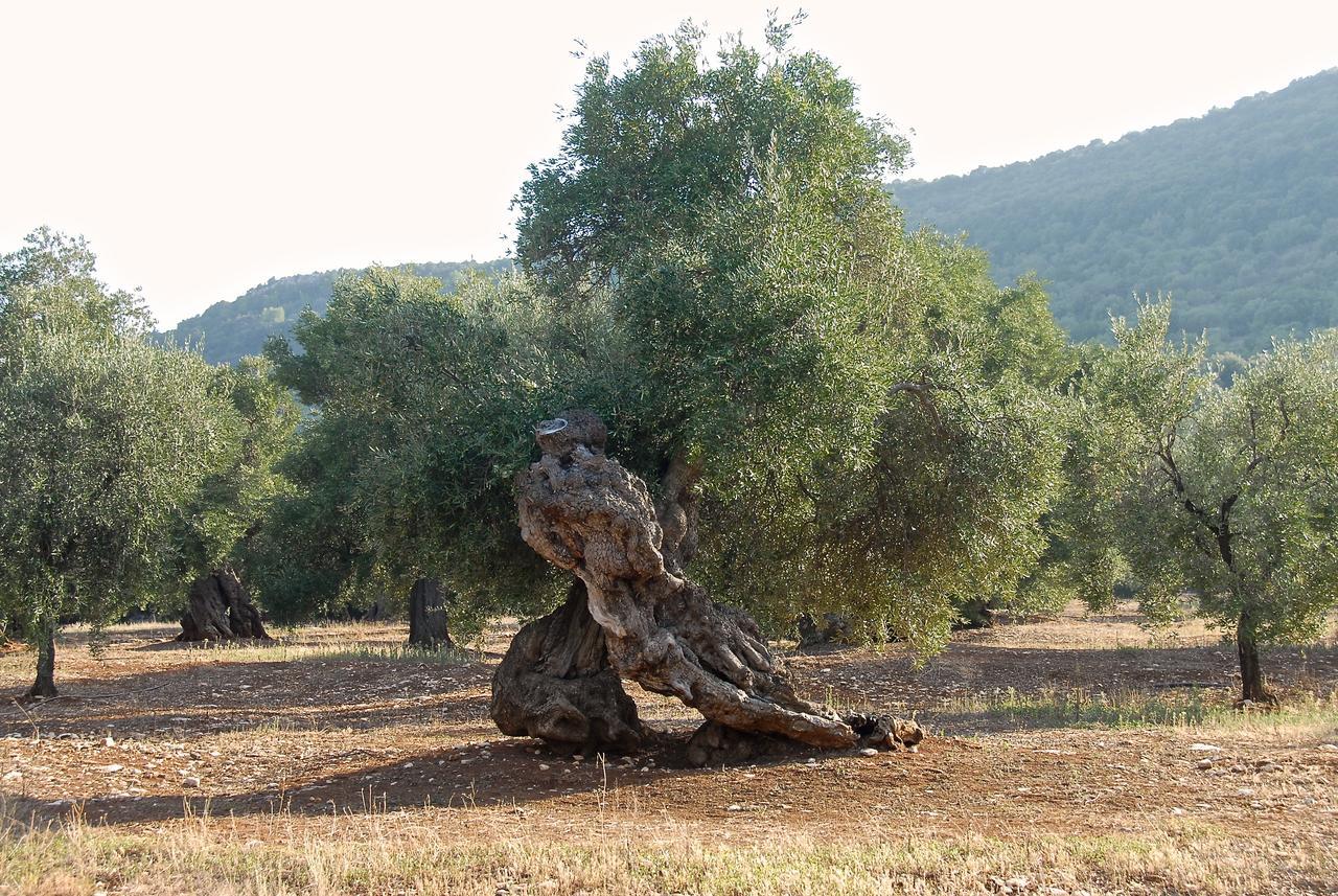 Casa Campari Διαμέρισμα Ostuni Εξωτερικό φωτογραφία