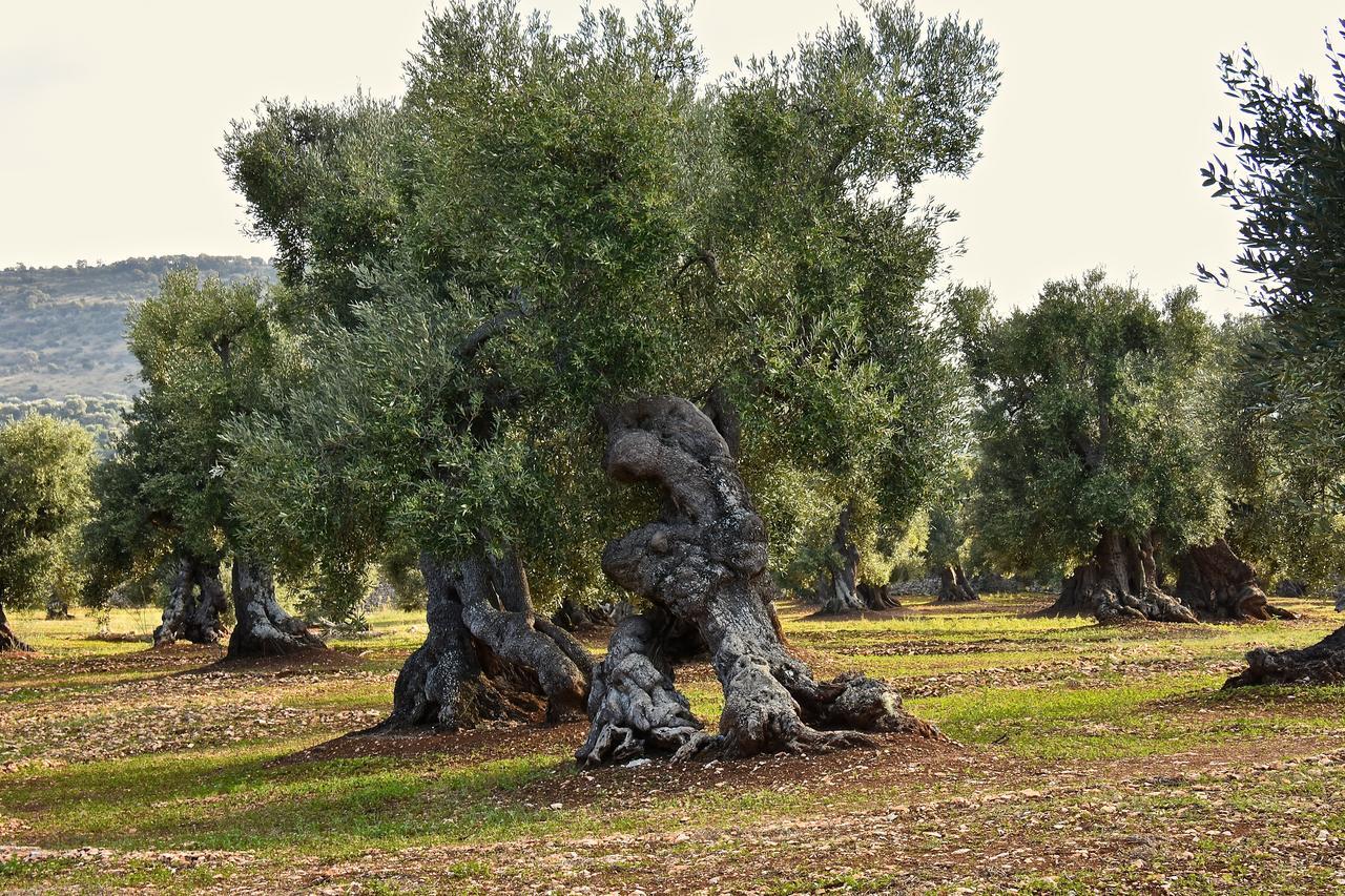 Casa Campari Διαμέρισμα Ostuni Εξωτερικό φωτογραφία